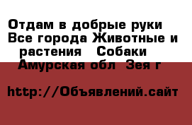 Отдам в добрые руки  - Все города Животные и растения » Собаки   . Амурская обл.,Зея г.